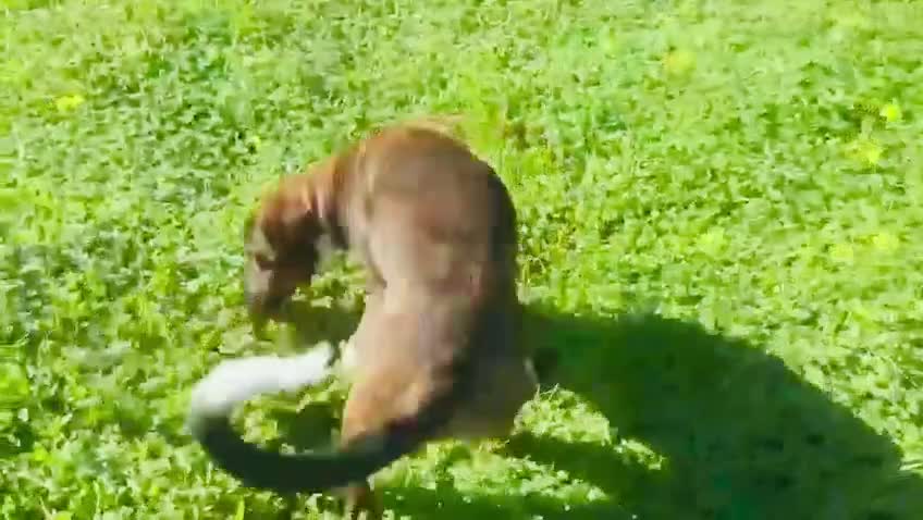 Mixed Breed dogs for sale: Handsome Enzo ready for his forever family - Video 4