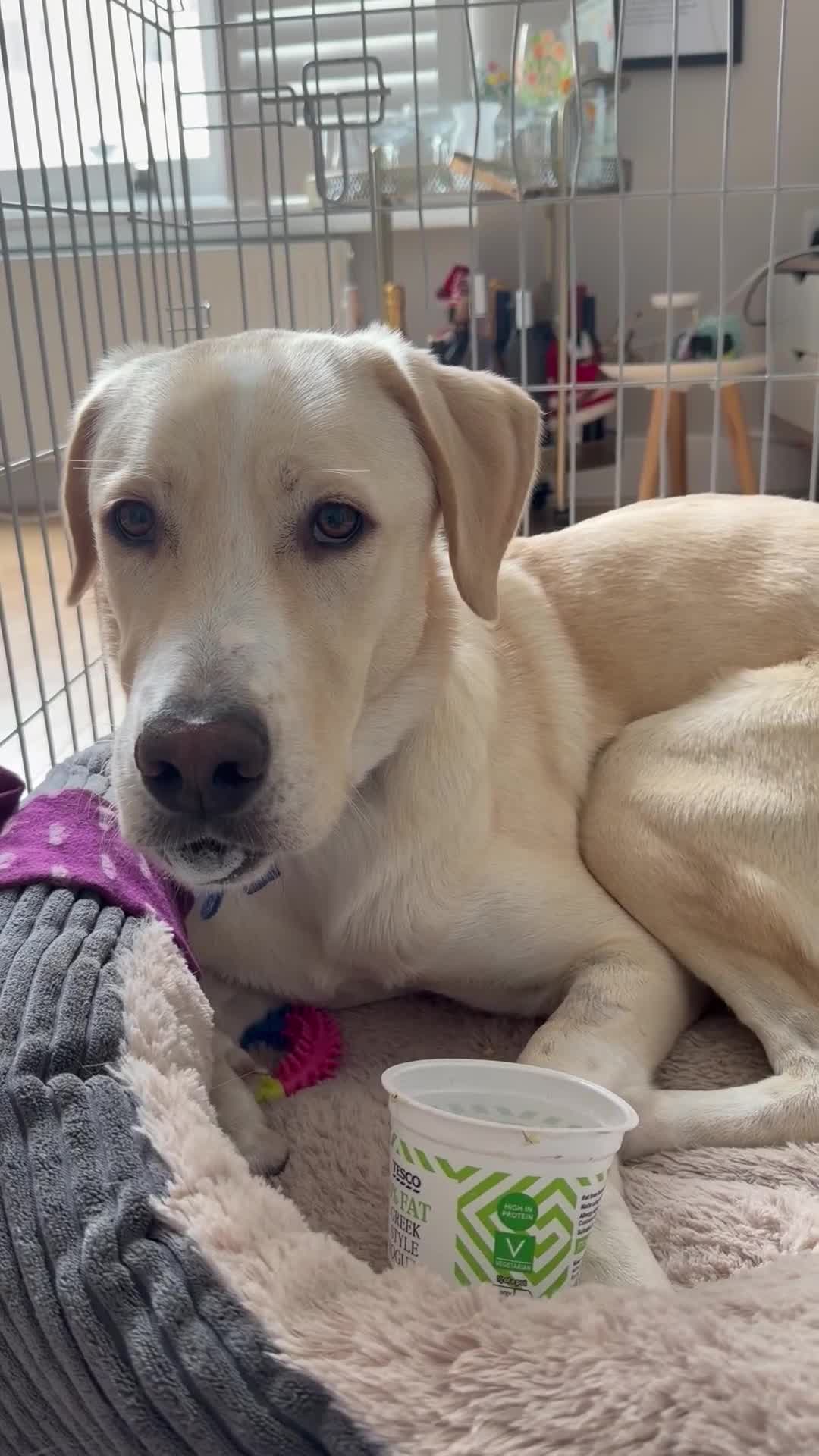 Labrador Retriever dogs for sale: Labrador Looking for His Forever Home - Video 1