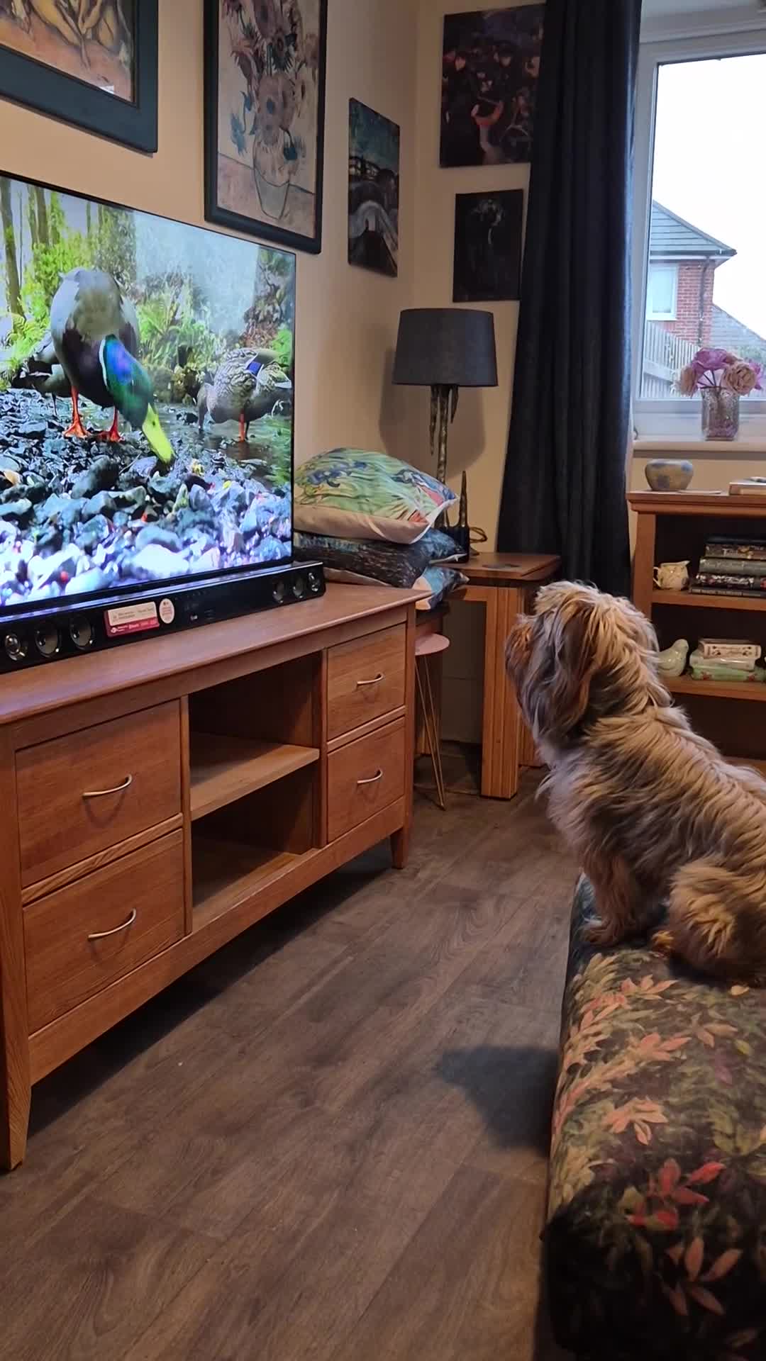 Yorkshire Terrier dogs for sale: 6 GORGEOUS YORKSHIRE TERRIER PUPS. STANDARD SIZE! - Video 2