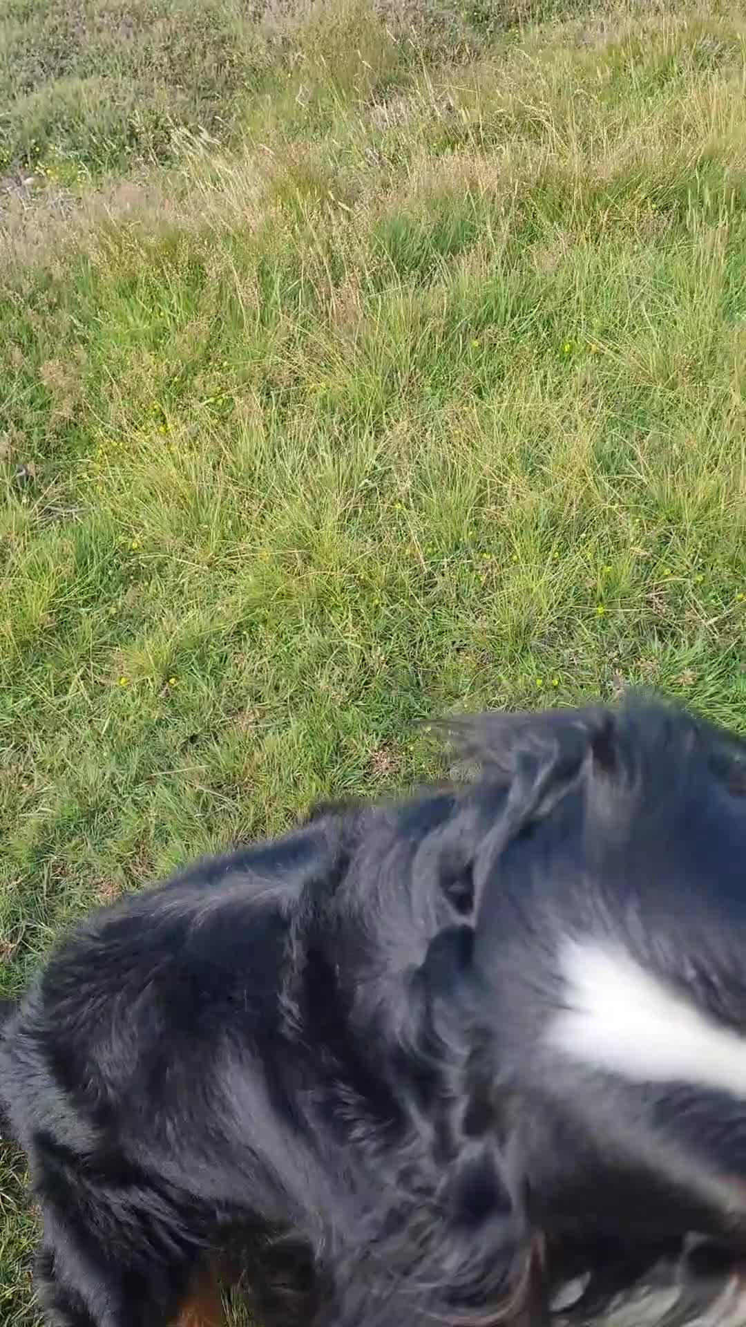 Bernese Mountain Dog dogs for stud: Proven KC registered Bernese Mountain Dog for Stud - Video 1