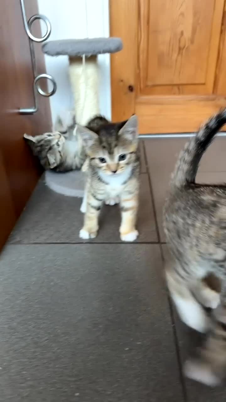 Bengal cats for sale: Bengal cross kittens  - Video 1