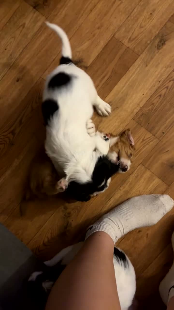 Cocker Spaniel dogs for sale: cocker spaniel puppies in Taunton - Video 2