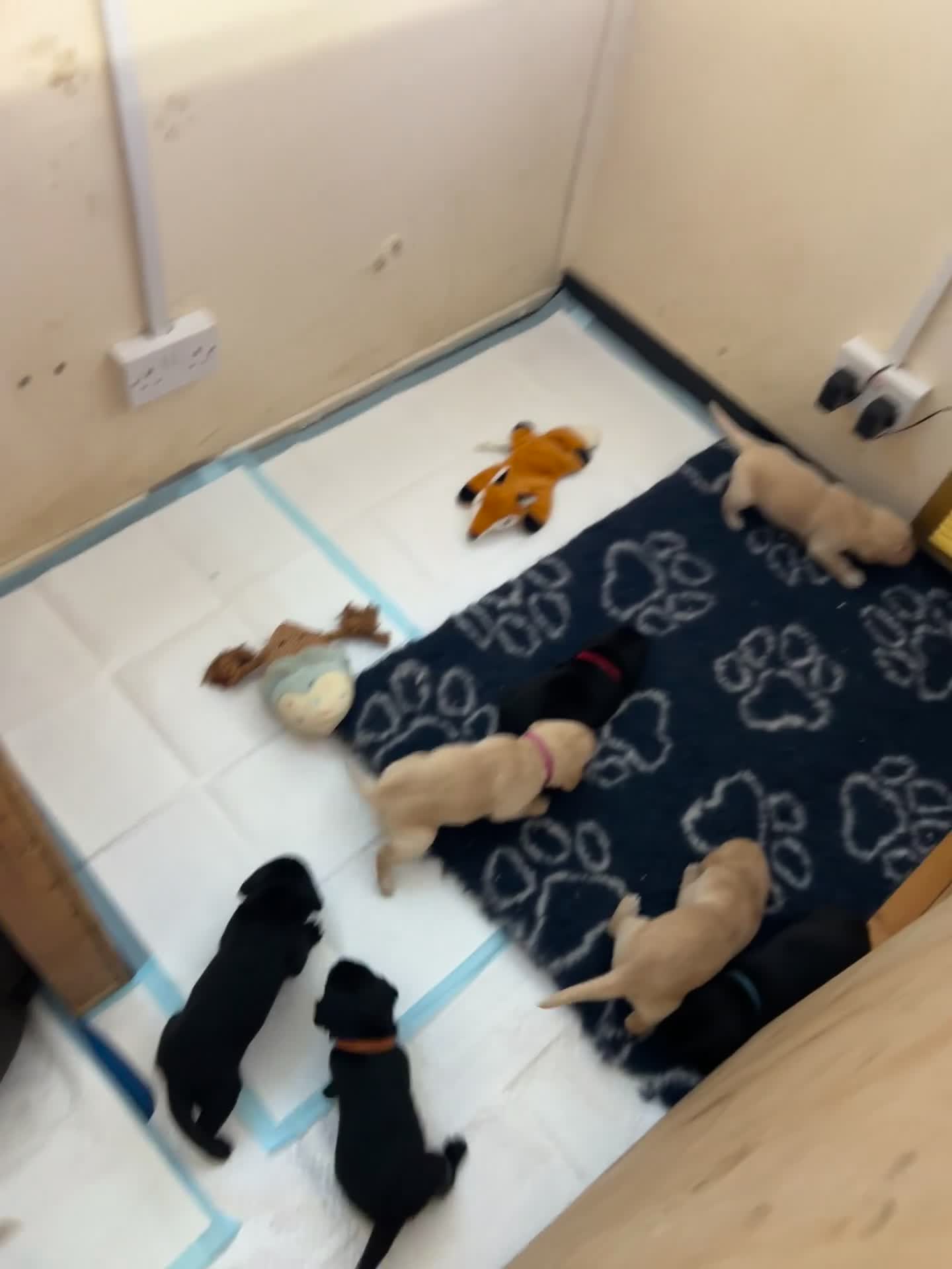 Labrador Retriever dogs for sale: Kc working Labradors  - Video 1