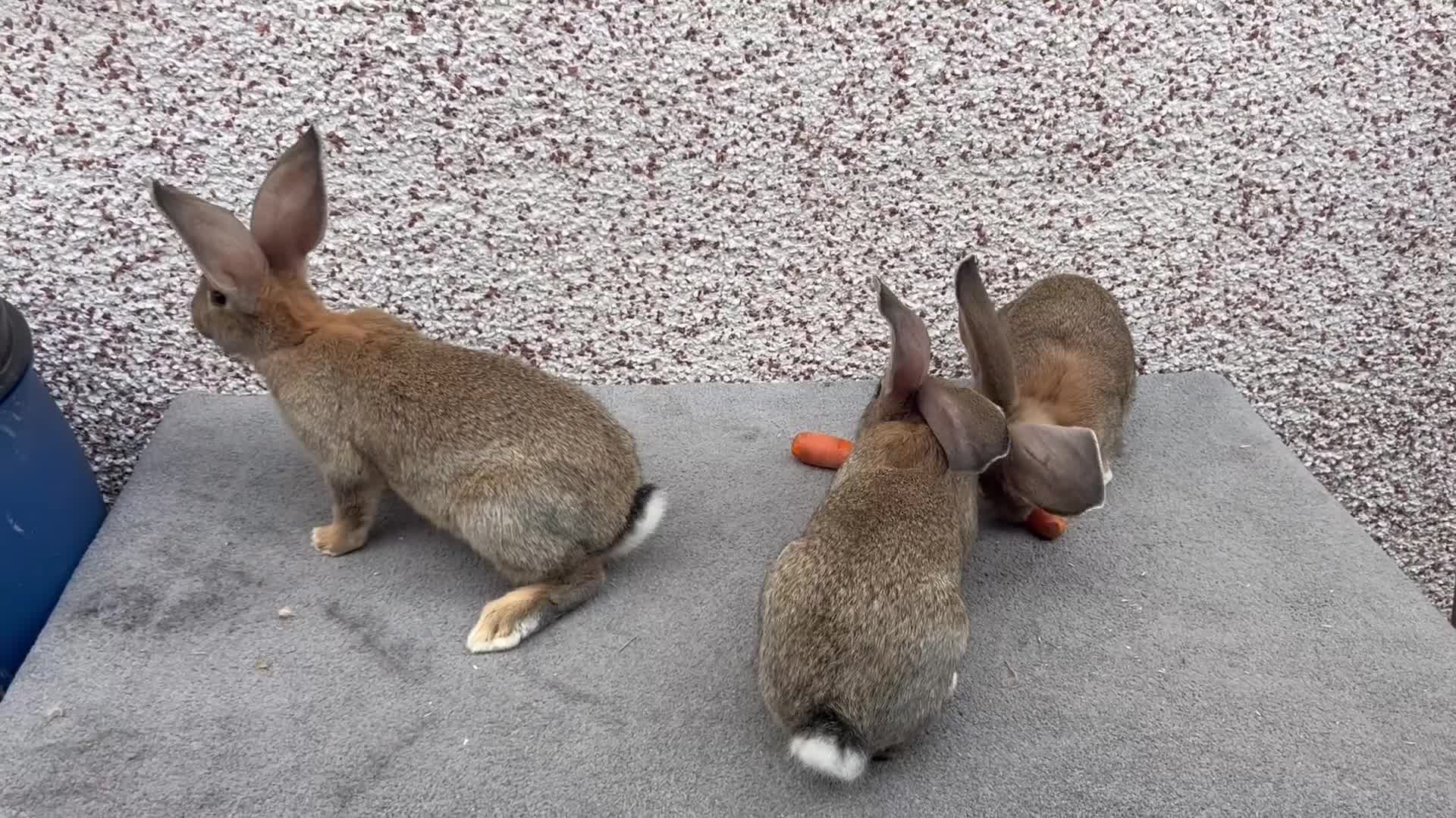 Continental Giant rabbits for sale: Giant continental  - Video 1
