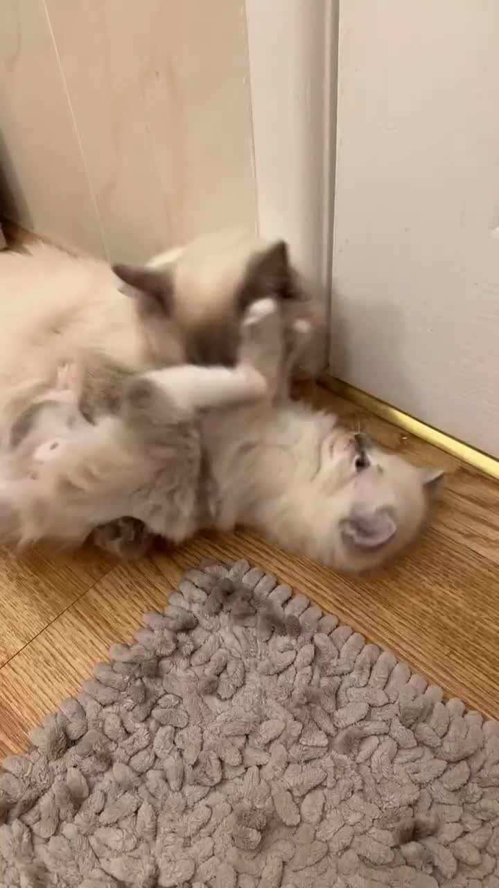 Ragdoll cats for sale: RAGDOLL KITTENS❣️FUR BABIES READY TO GO - Video 2