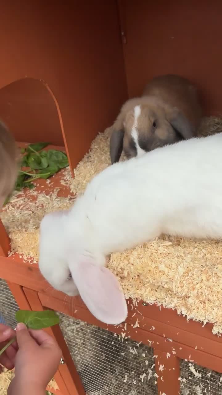 Mini Lop rabbits for sale: Male mini lop  - Video 1