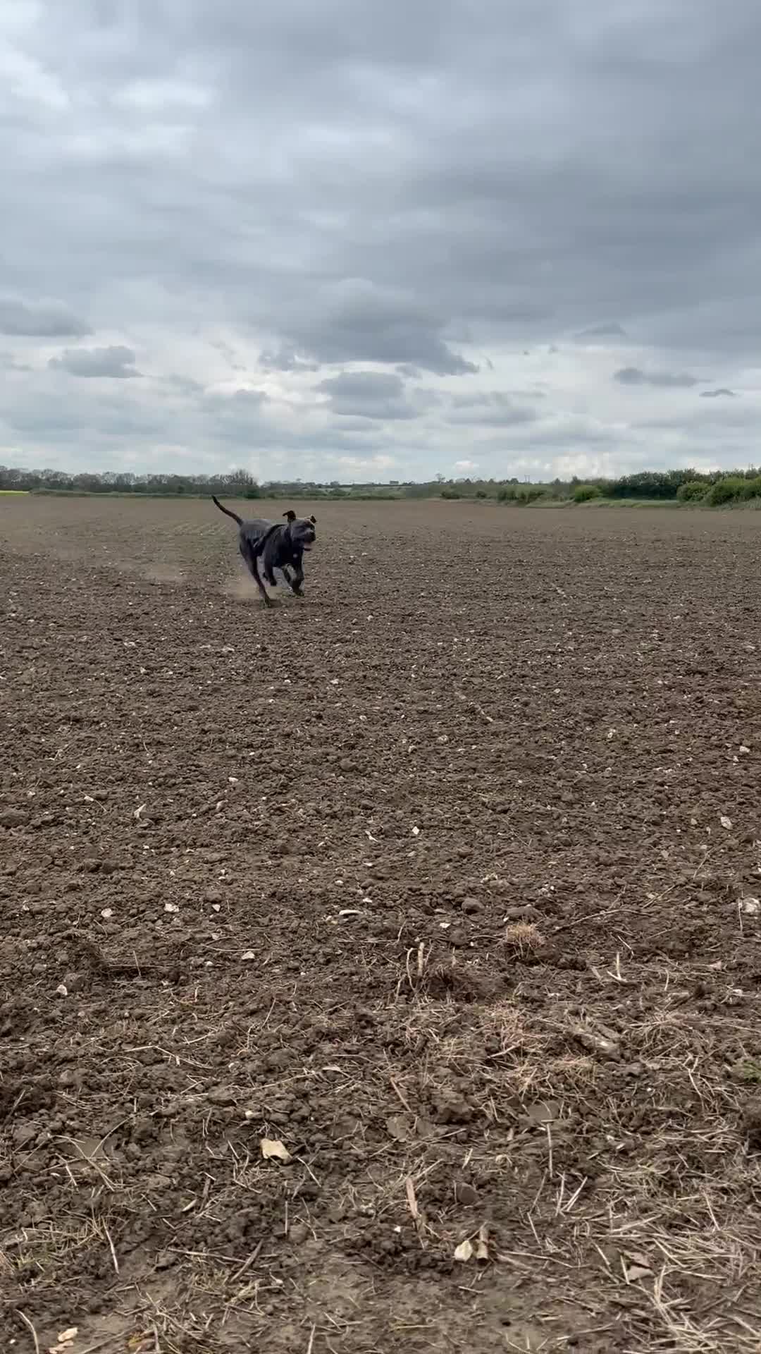 Cane Corso dogs for sale: 8 Month Old Male Cane Corso  in Barnetby - Video 1
