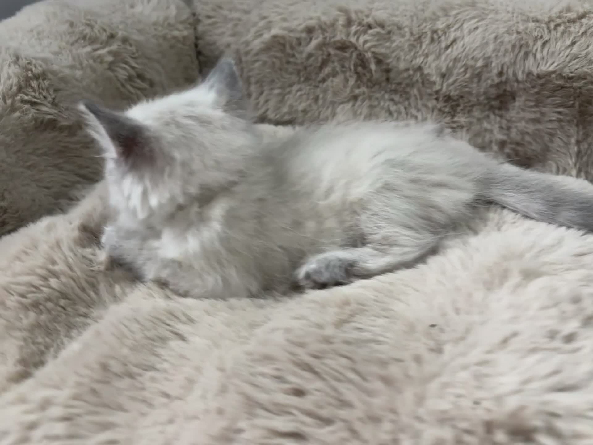 Ragdoll cats for sale: READY Sunday cute full ragdoll kittens 2 left - Video 1