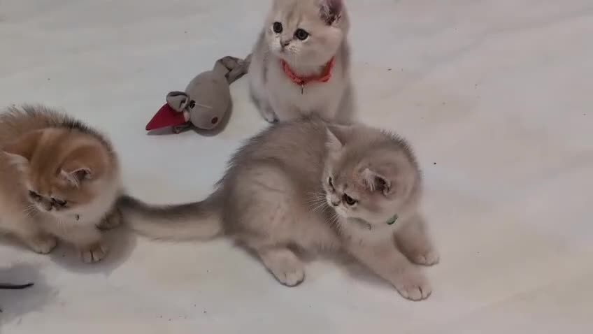 British Shorthair cats for sale: One lovely girl and three handsome boys  - Video 1