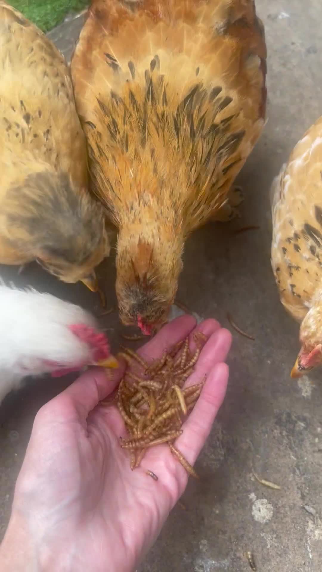 Chickens poultry for sale: Hen, POL Hens, Cockerels and chicks - Video 2
