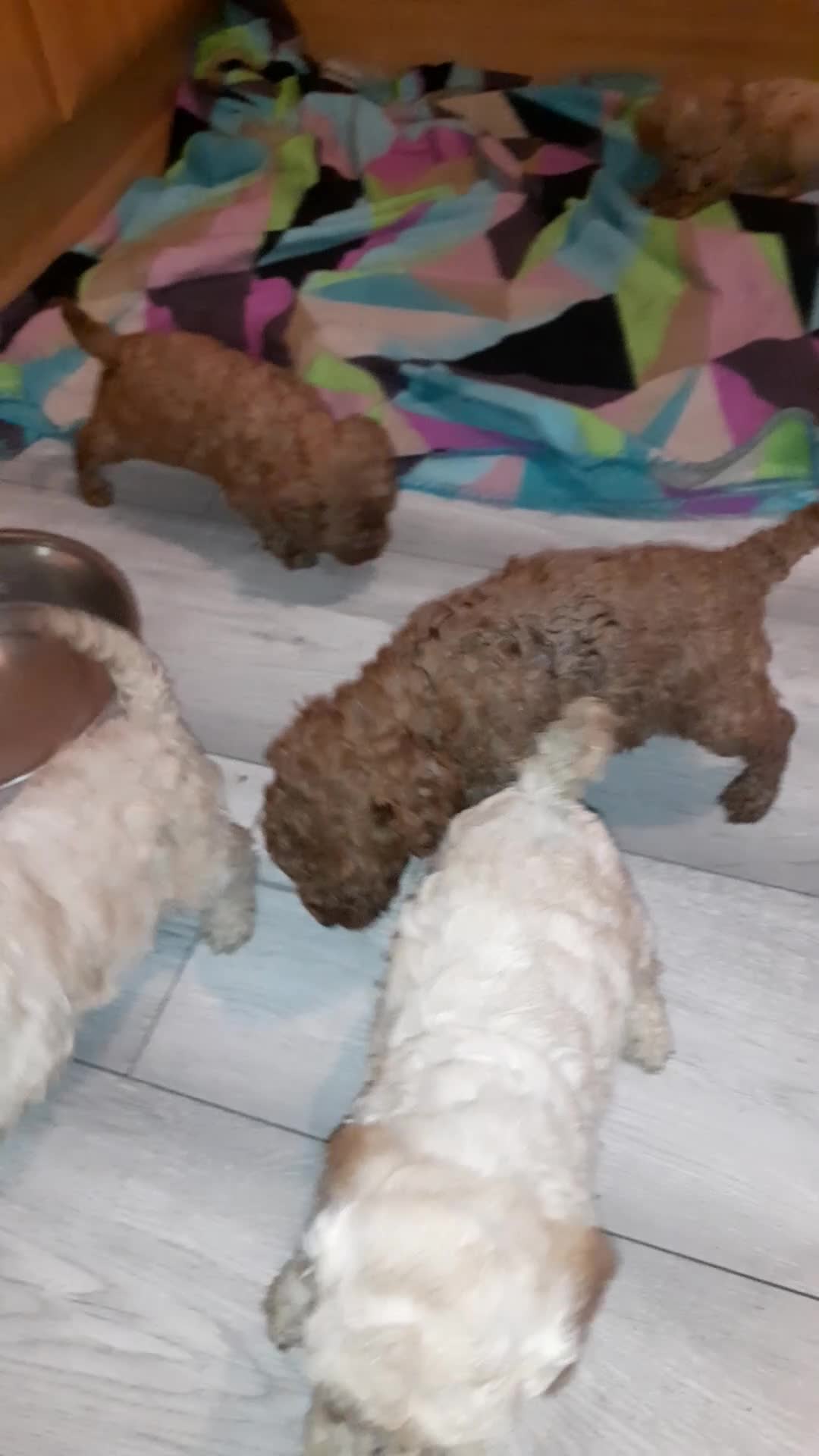 Cavapoo dogs for sale: Cavapoo pups for sale - Video 1
