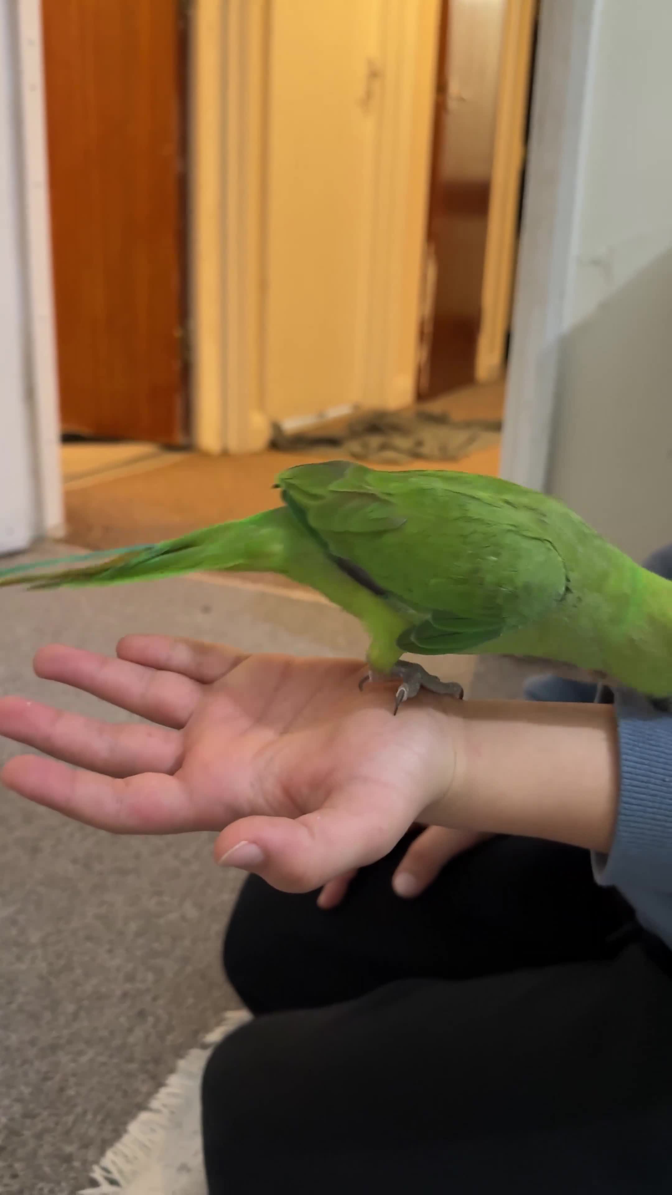 Ringnecks birds for sale: A beautiful Ringneck  - Video 1
