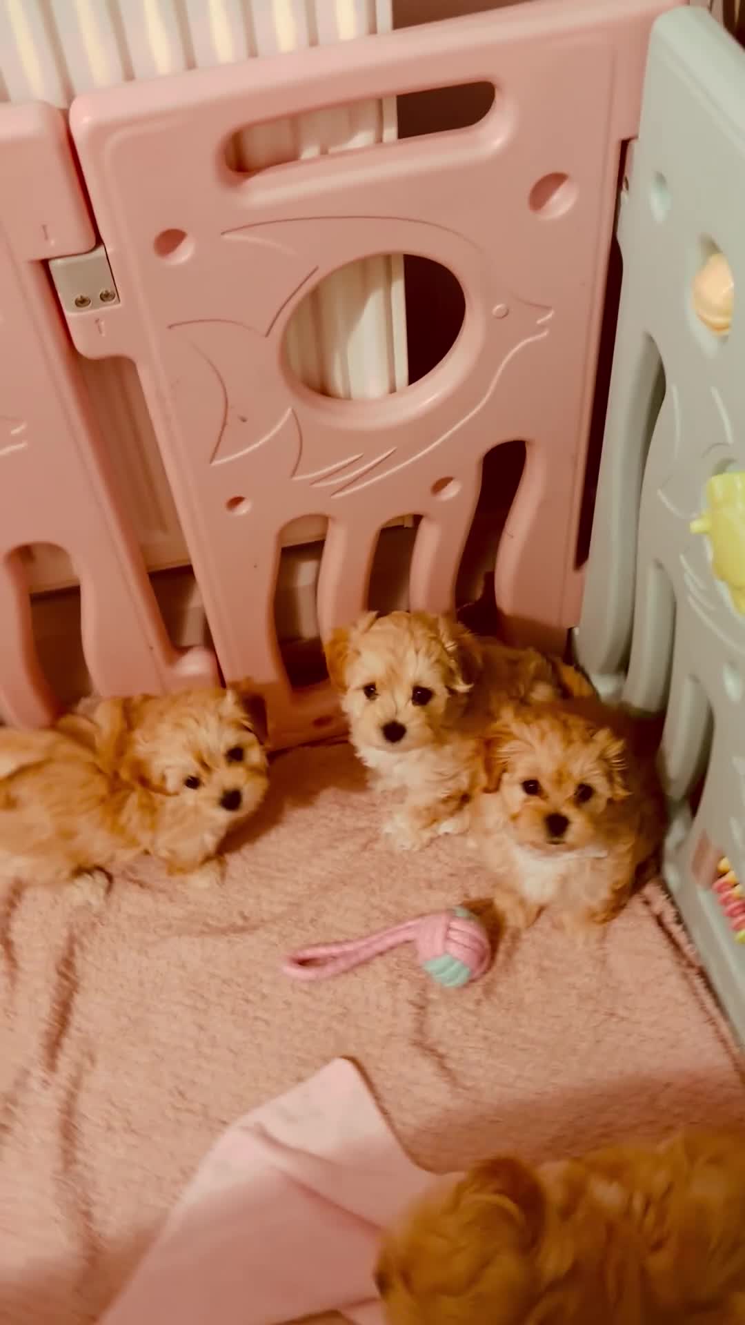 Maltipoo dogs for sale: F1 Korean multipoo one baby boy now available  - Video 1