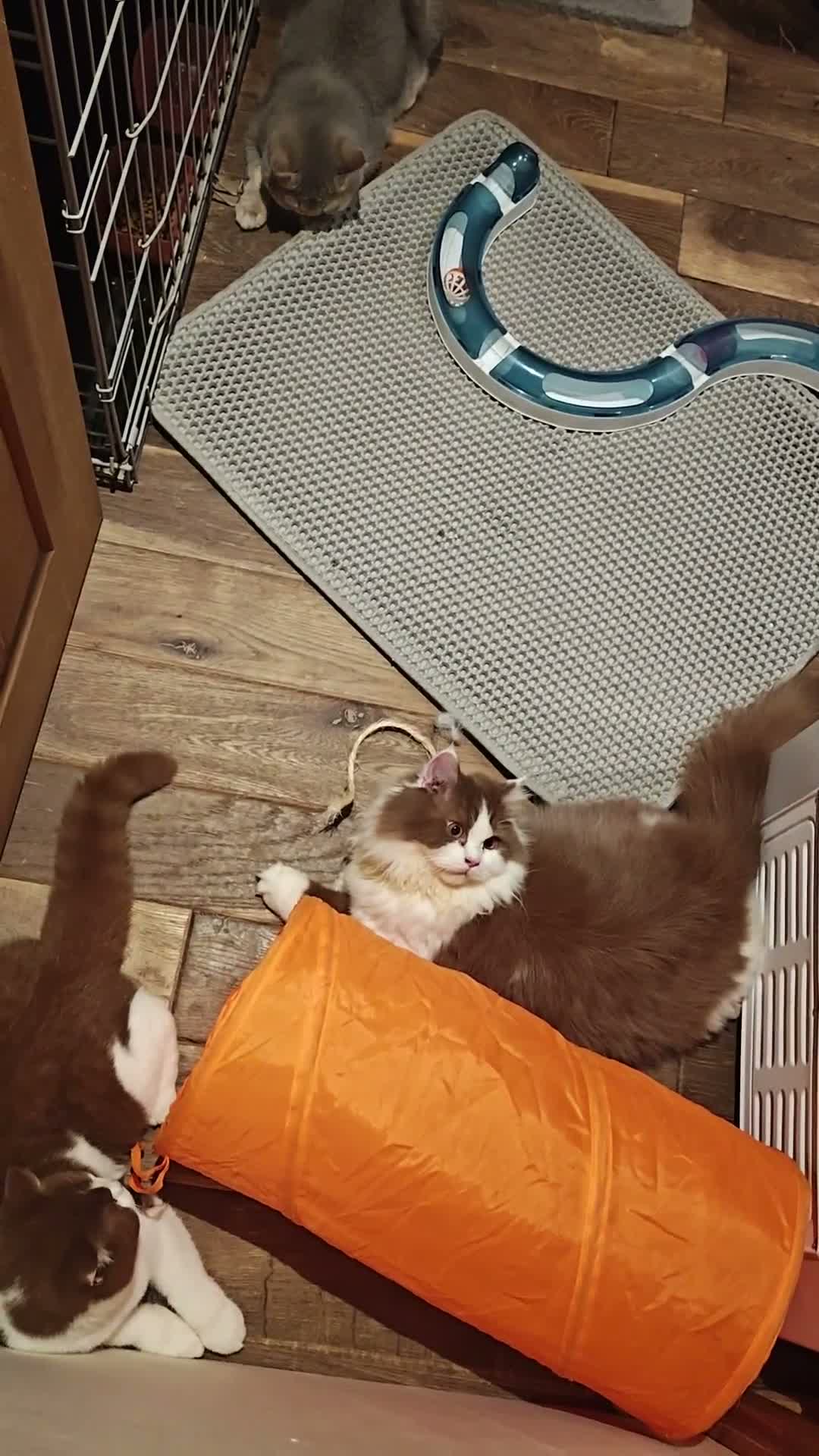 British Longhair cats for sale: Tica registered cinnamon bi colour  - Video 1
