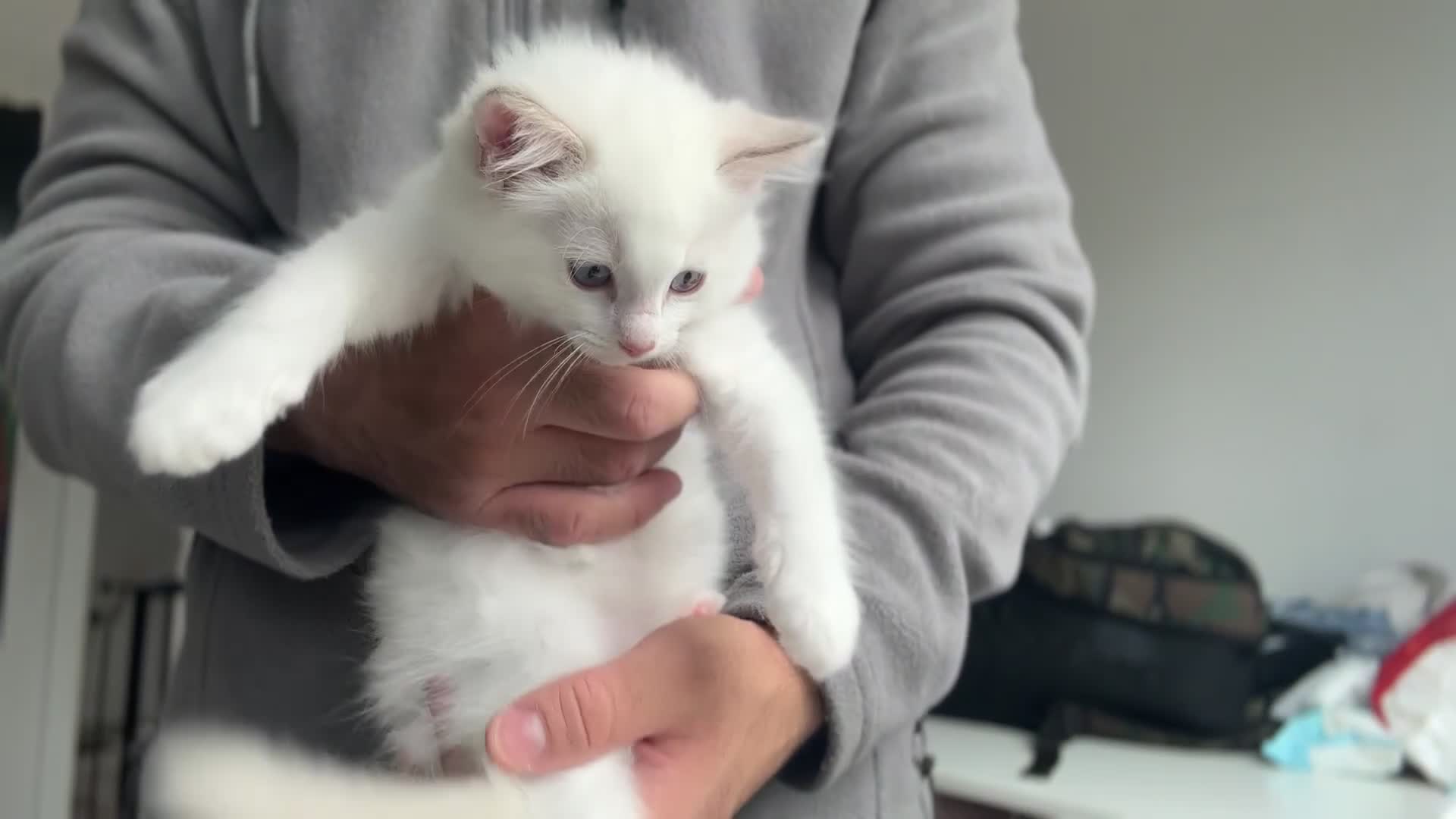 Ragdoll cats for sale: Gorgeous Rare White boy and blue mitted boy  - Video 2