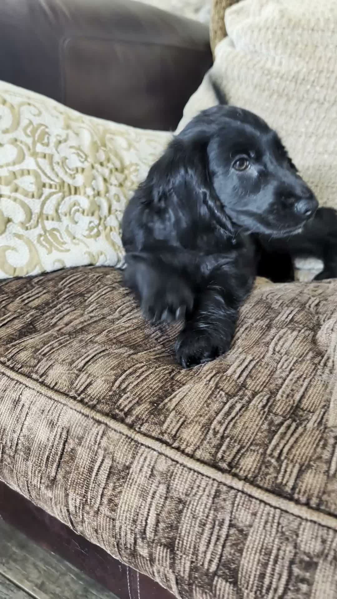 Cocker Spaniel dogs for sale: Health Tested KC Reg Showline Cocker Spaniel Pups - Video 1