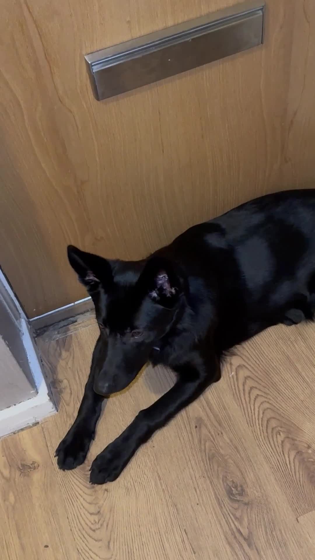 German Shepherd dogs for sale: Storm - Video 1