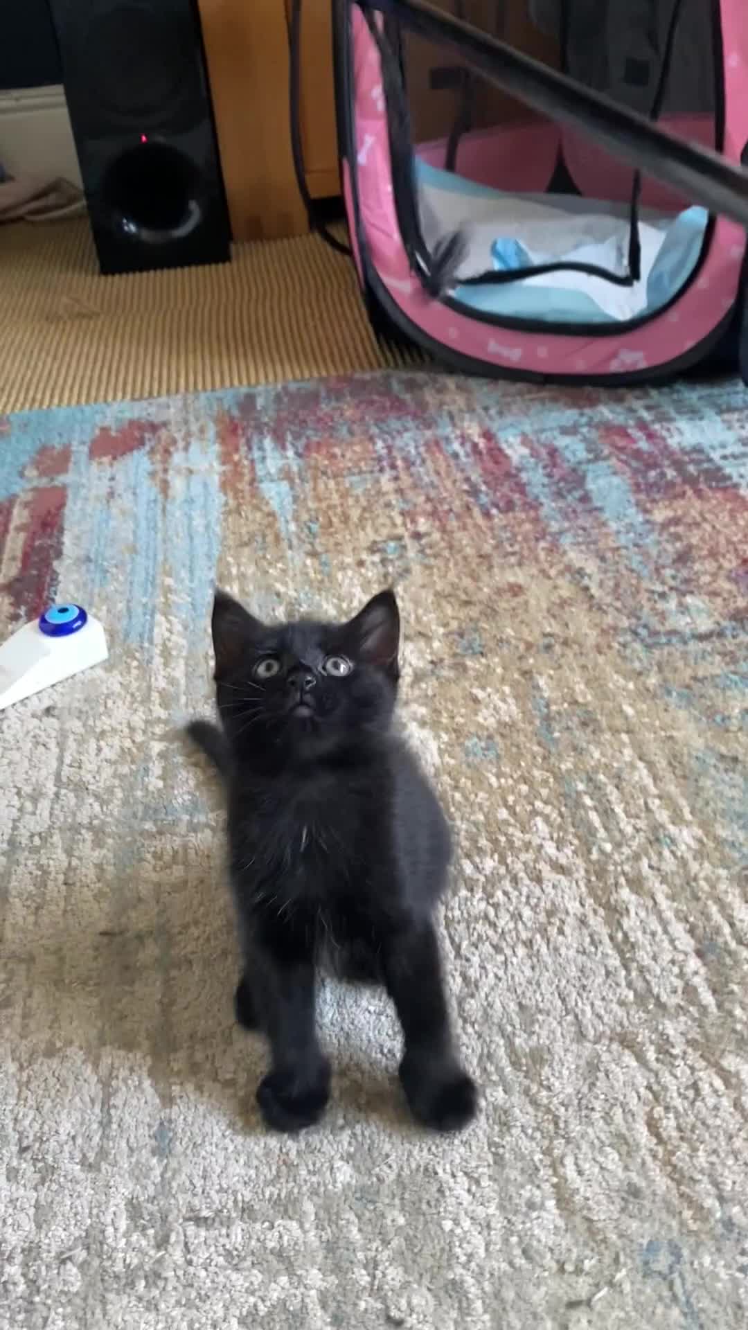 Ragdoll cats for sale:  2half Ragdoll and half domesticshorthair for sale - Video 3