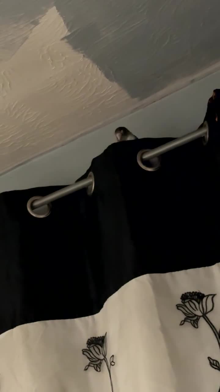Lovebirds birds for sale: breeding pair of lovebirds  - Video 1