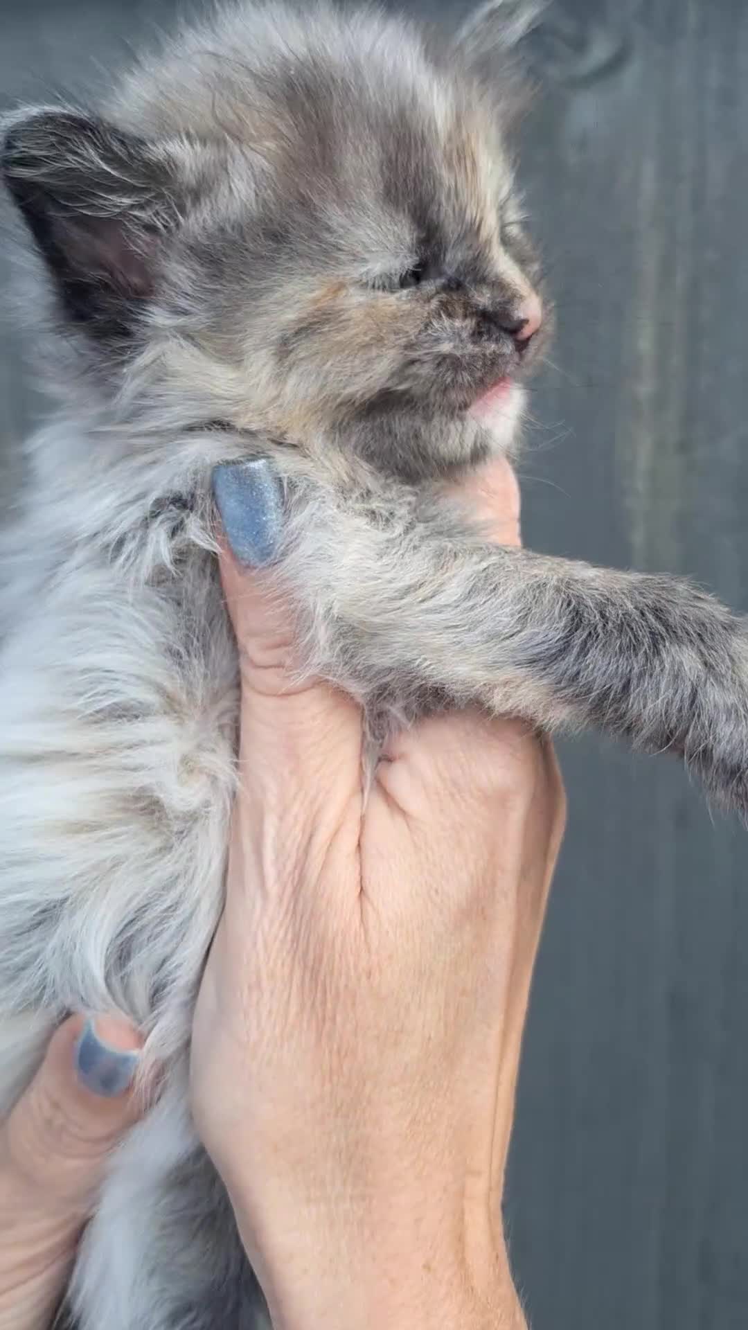 Maine Coon cats for sale: Mainecoon kittens BlackSilver smoke poly non poly - Video 1