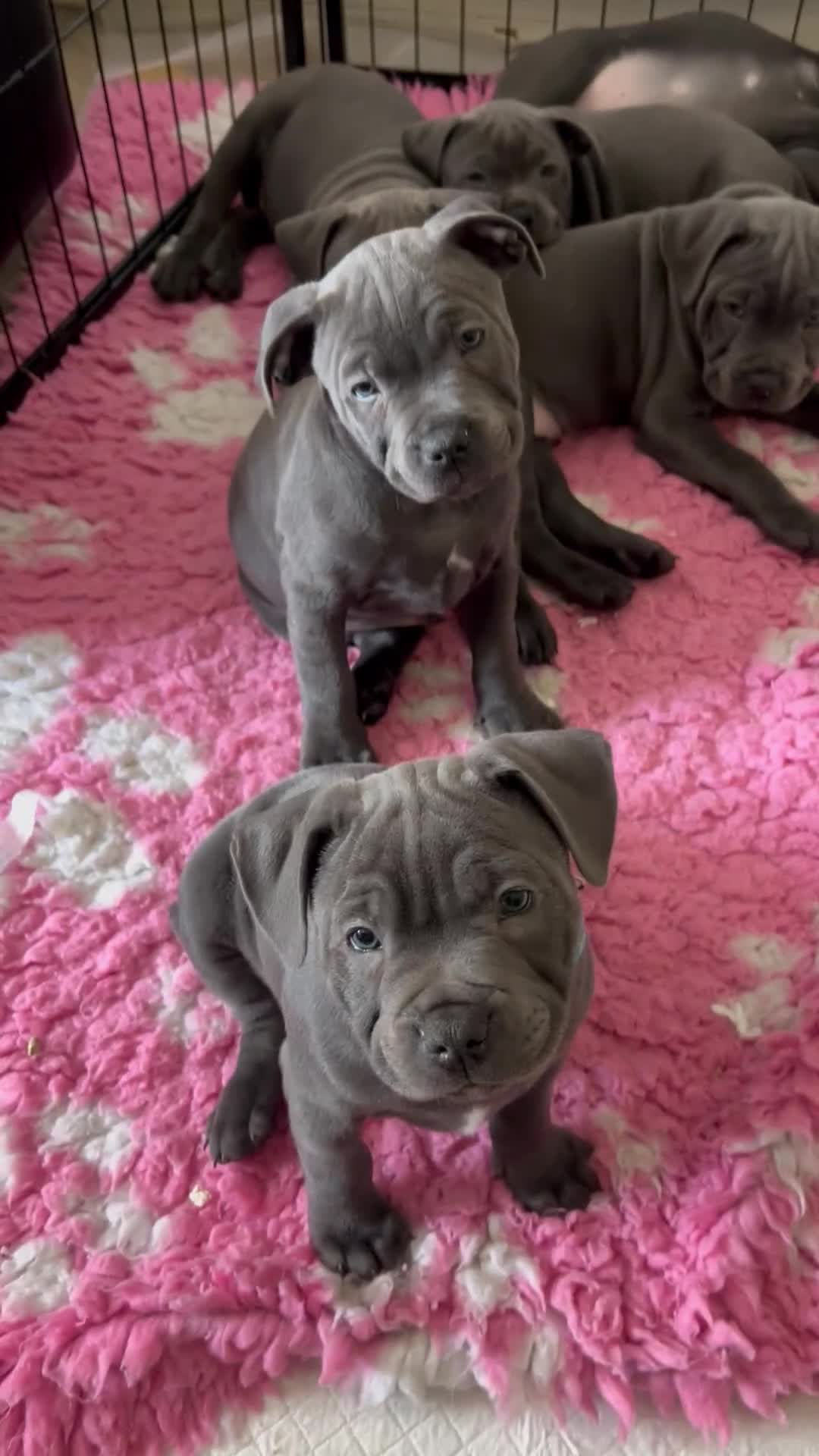 Staffordshire Bull Terrier dogs for sale: Blue Staffordshire Bull terrier puppies - Video 1