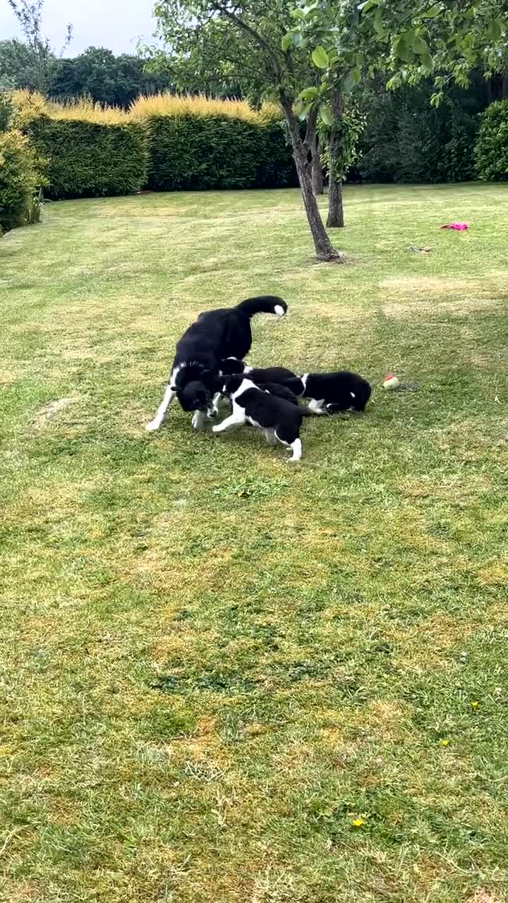 Border Collie dogs for sale: 🐾 STUNNING BLACK & WHITE BORDER COLLIE PUPPIES in Mansfield - Video 2
