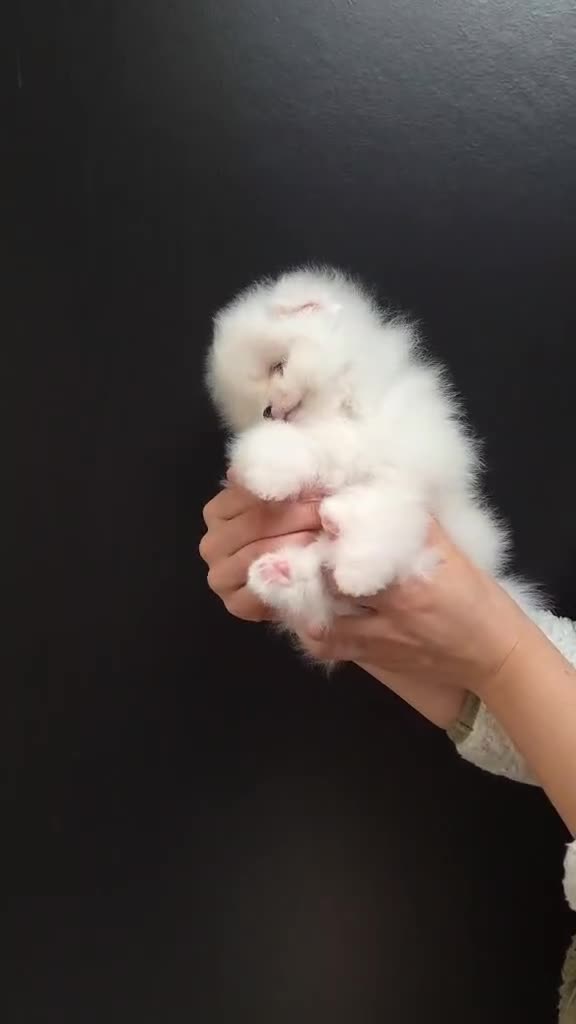 Pomeranian dogs for sale: KC Pedigree Pomeranian Puppies - Video 3