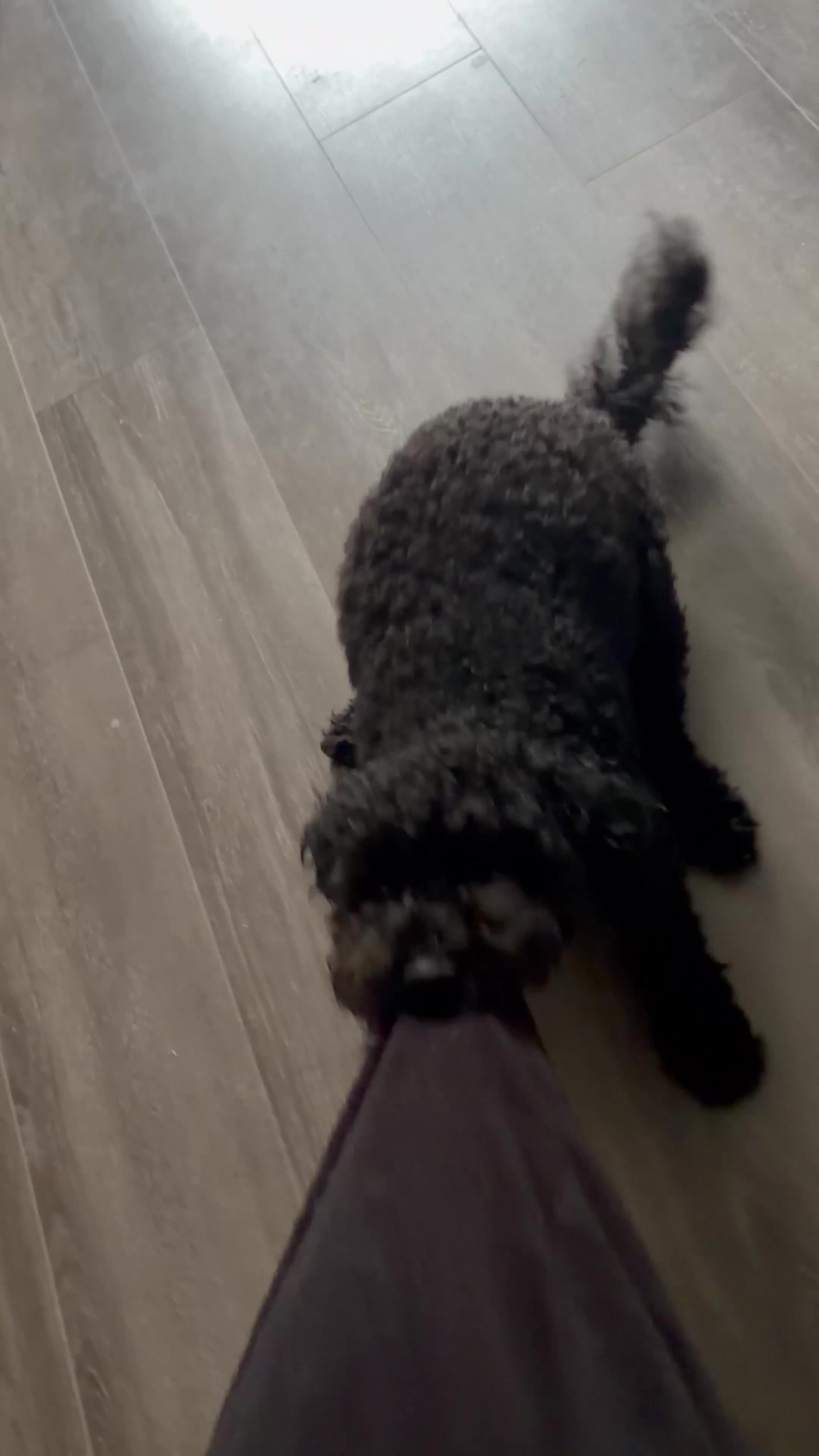 Cockapoo dogs for stud: (Yogi) Male Full black cockapoo for stuffing. - Video 2