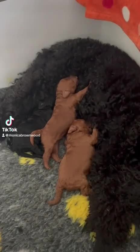 Miniature Poodle dogs for sale: Beautiful Red Pedigree Poodle Puppy Girl Available - Video 1