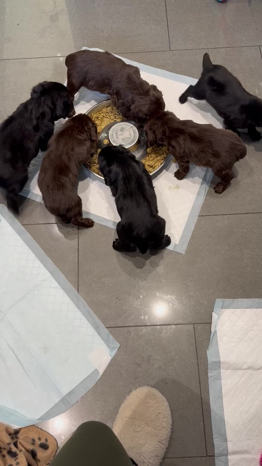 Cocker Spaniel dogs for sale: 3 Working Cocker Spaniel Dogs  - Video 2