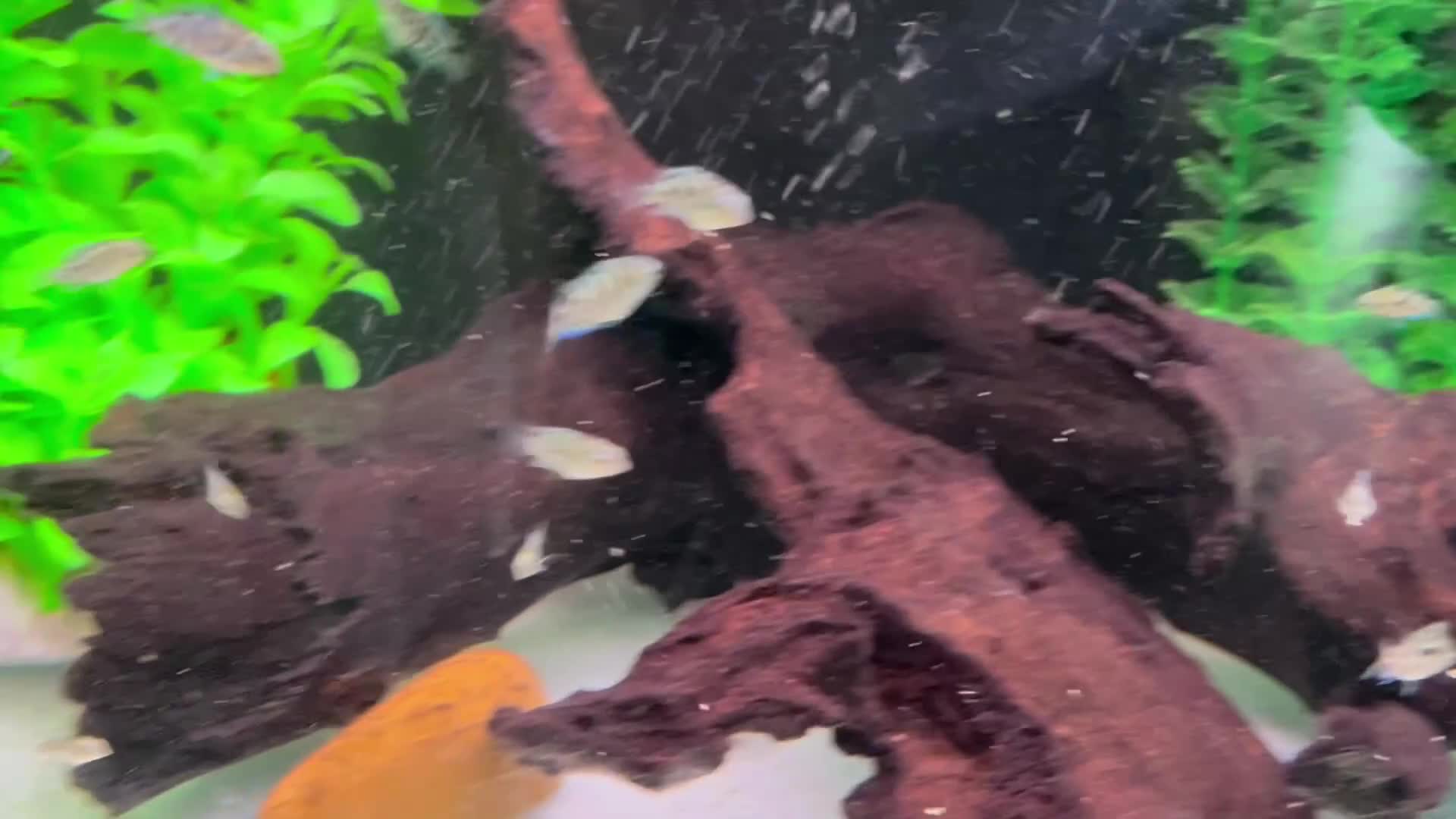 Cichlids fish for sale: Rare hybrid cichlids for sale - Video 1