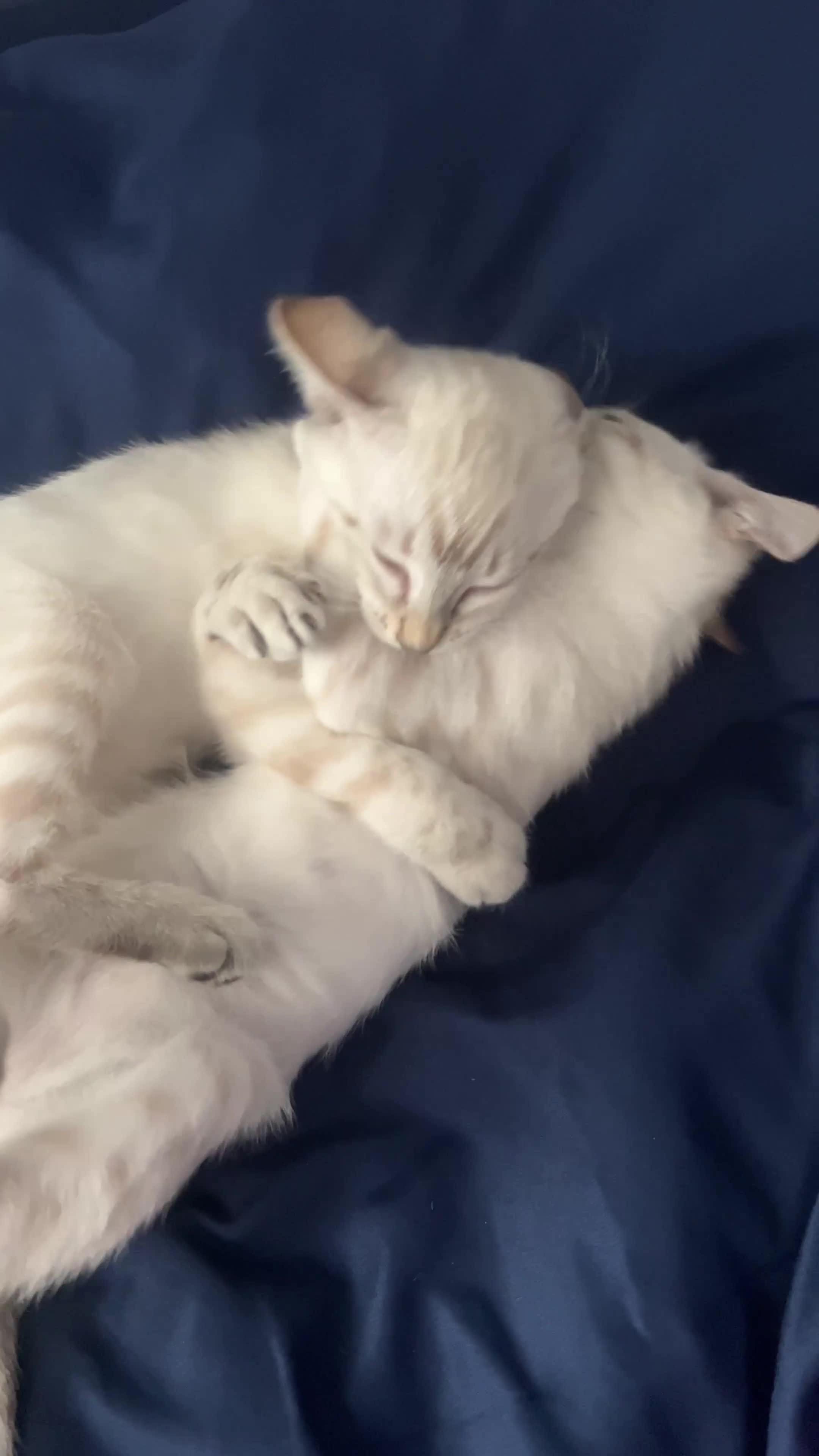Ragdoll cats for sale: 2 ragdoll x bengal kittens  - Video 1