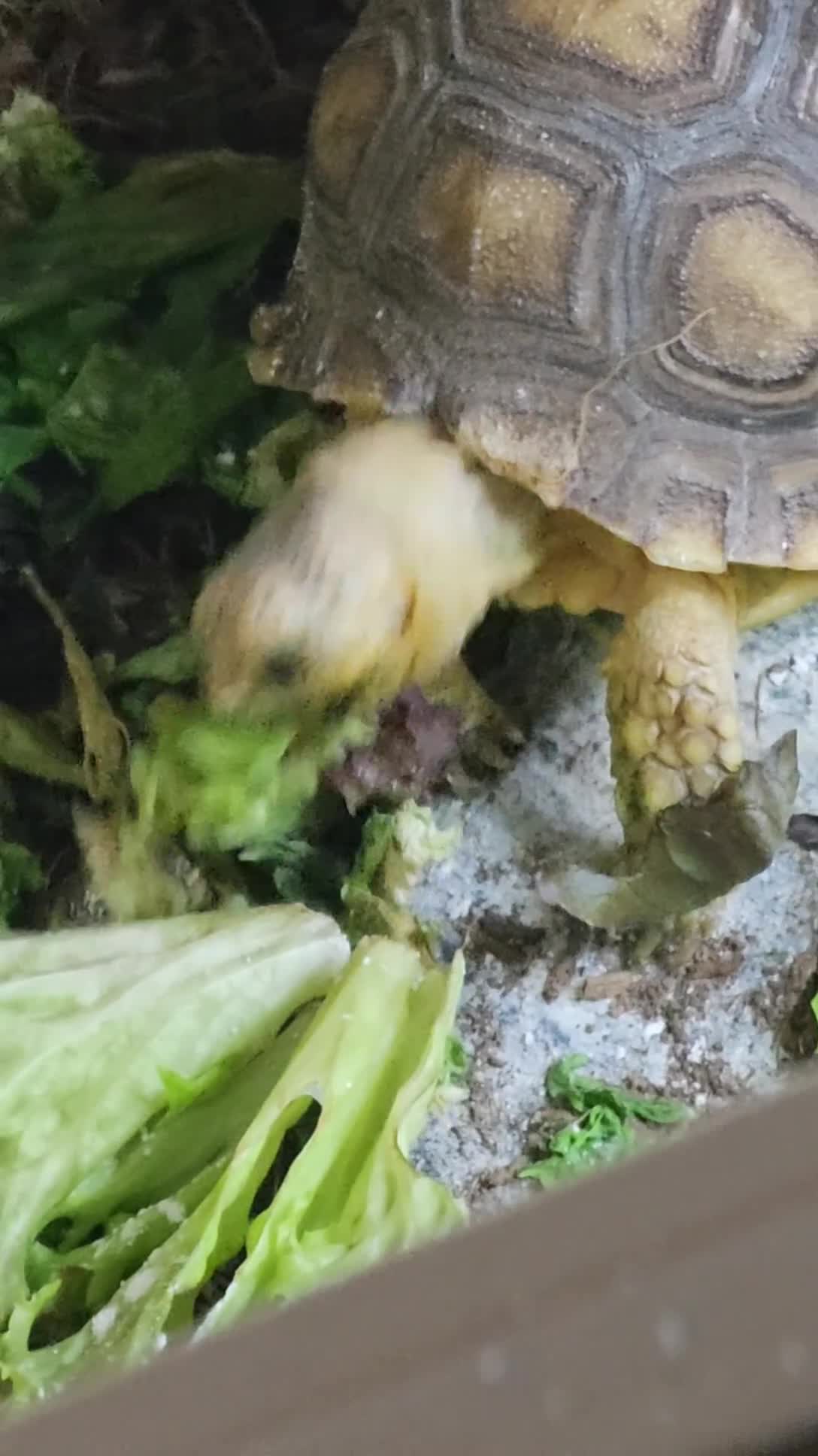Tortoise reptiles for sale: Baby sulcata tortoise - Video 1
