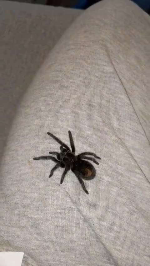 Tarantulas invertebrates for sale: Brazilian black tarantula  in Wolverhampton - Video 1
