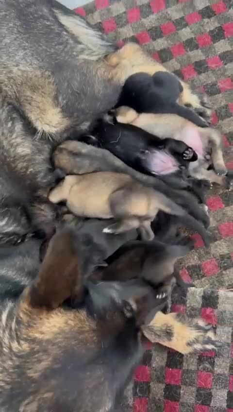 German Shepherd dogs for sale: 8 Gorgeous German Shepherd Puppies - Video 2