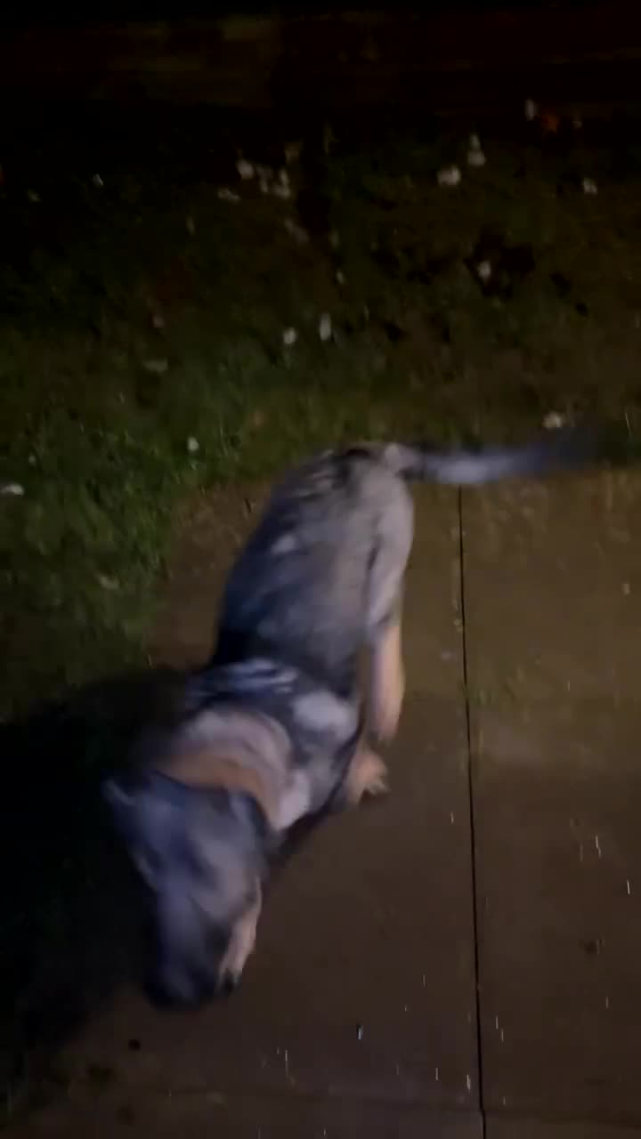 German Shepherd dogs for sale: Sasha the Shepard  - Video 1