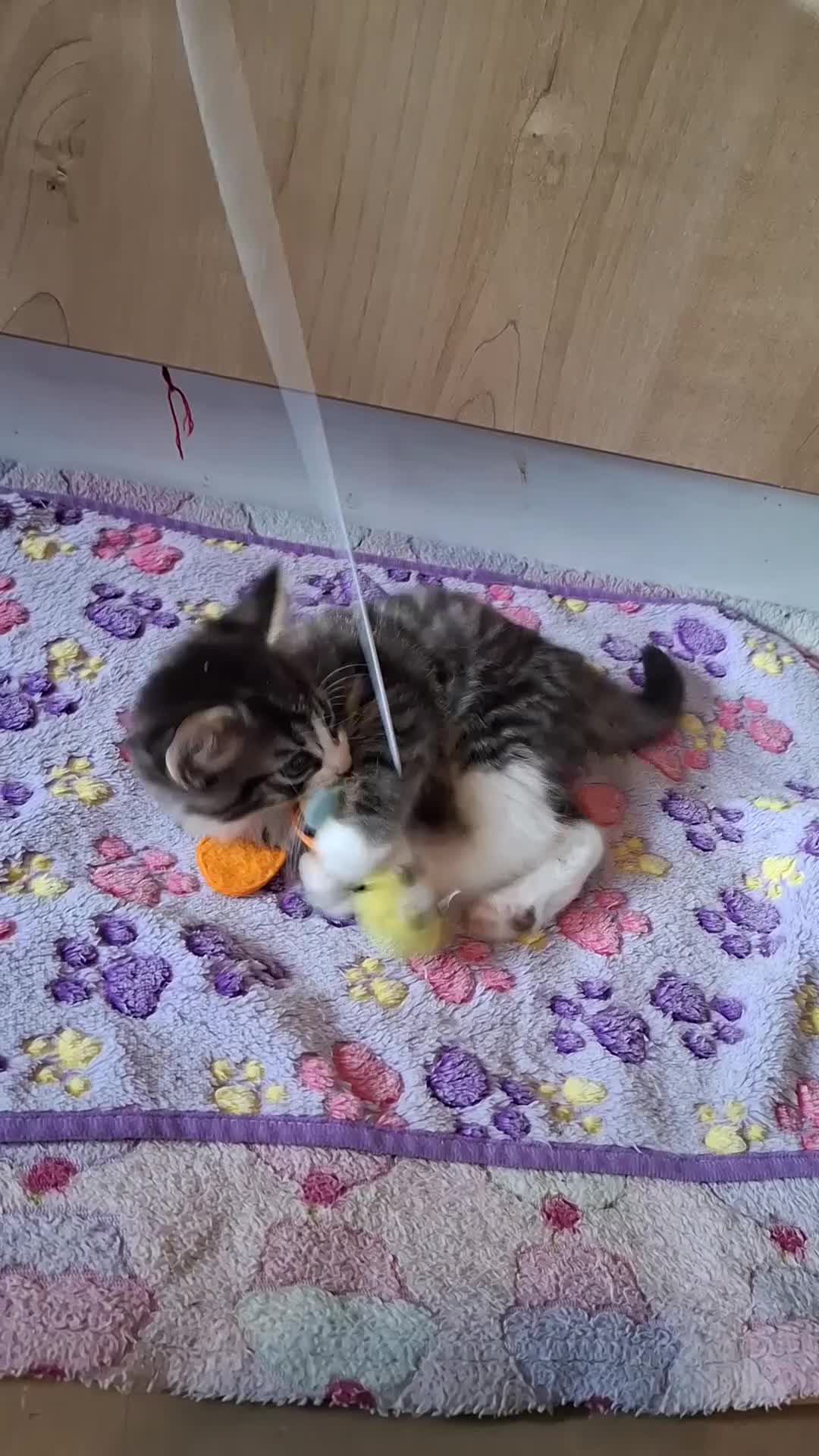 Domestic Shorthair cats for sale: 5 Beautiful, Playful Kittens - Video 1