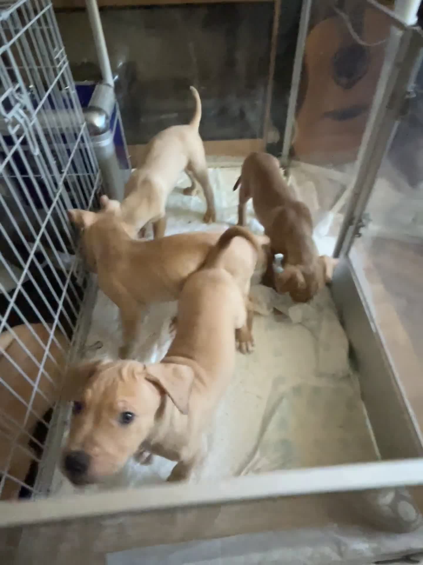 Mastiff dogs for sale: Mastiff X Pups - Video 3