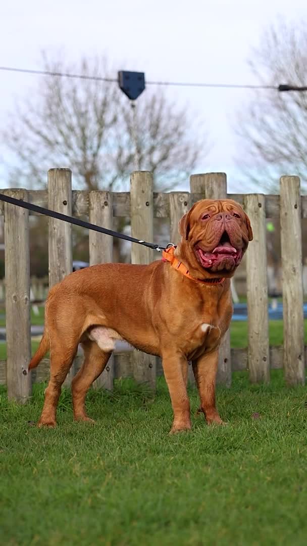 Dogue De Bordeaux dogs for stud: Dogue De Bordeaux Stud(fertility work Included) in London - Video 1
