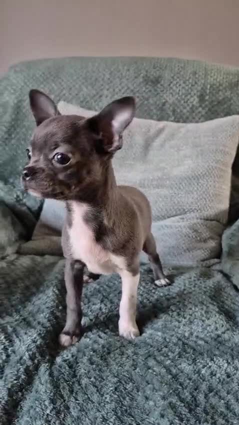 Chihuahua dogs for sale: ❤️KC Blue Chihuahua Puppy Ready Now Vaccinated ❤️ - Video 2