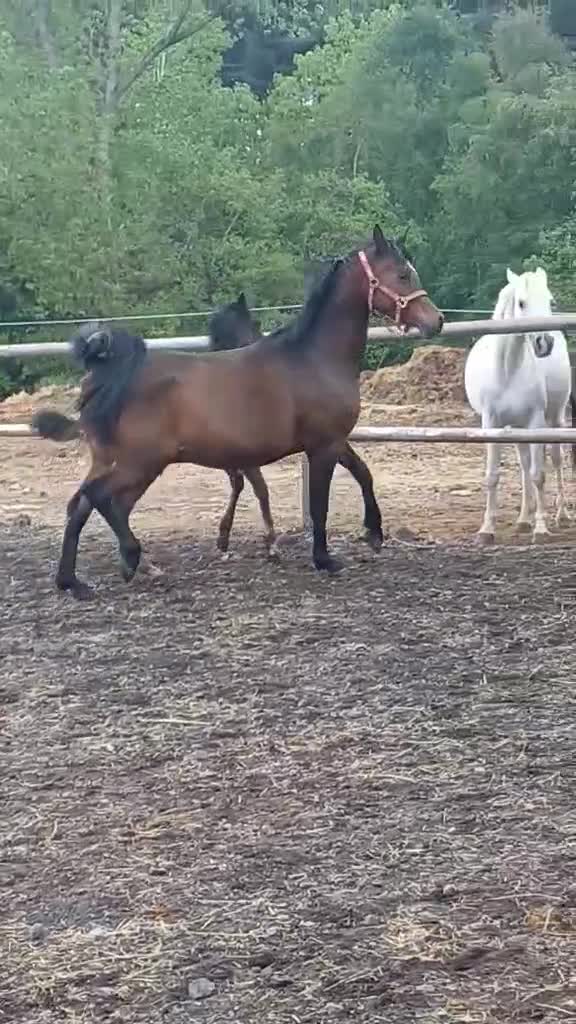 Arabian horse horses for sale: Eye-catching grey Arab yearling gelding - Video 3