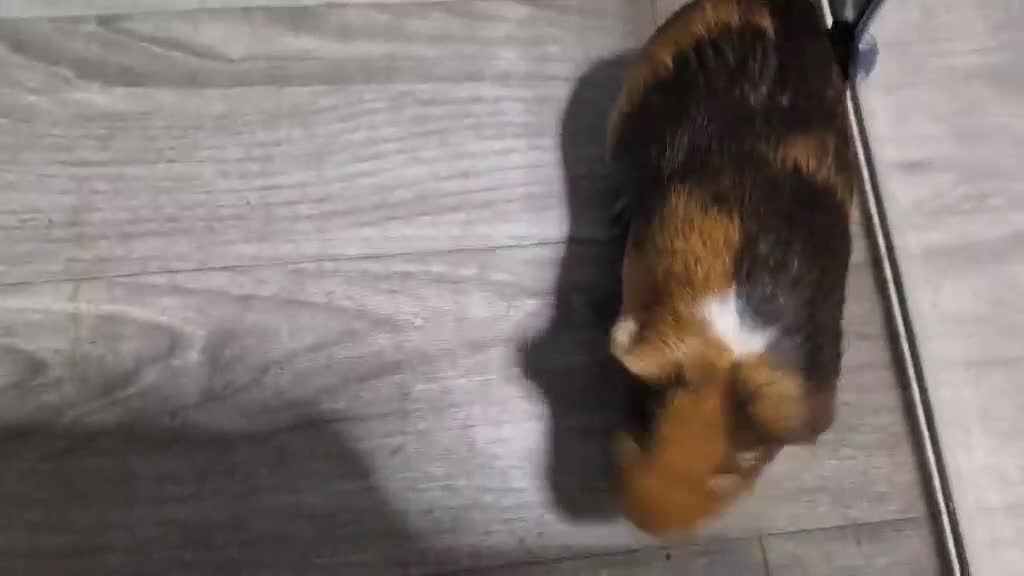 Guinea Pig rodents for sale: Male Guinea Pig - Video 1