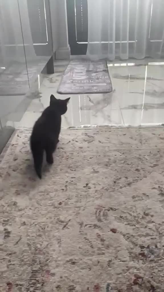 Mixed Breed cats for sale: British shorthair and black haired kittens  - Video 1