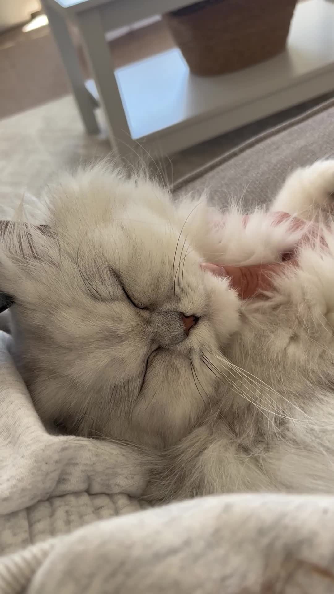 Persian cats for sale: Ronnie  in Billingham - Video 1