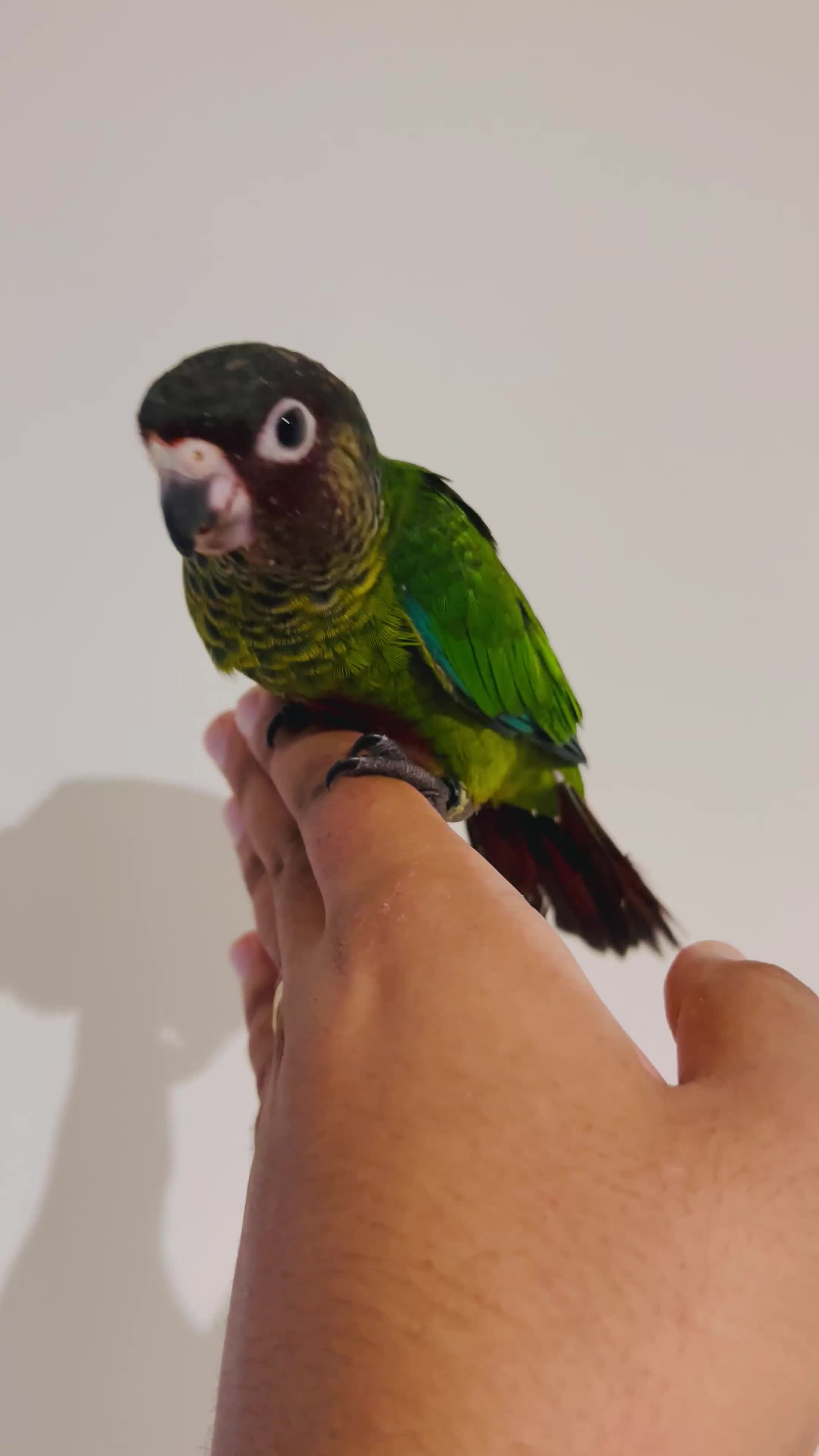 Conures birds for sale: Hand reared Emma’s, roseifrons, pearly conure - Video 3