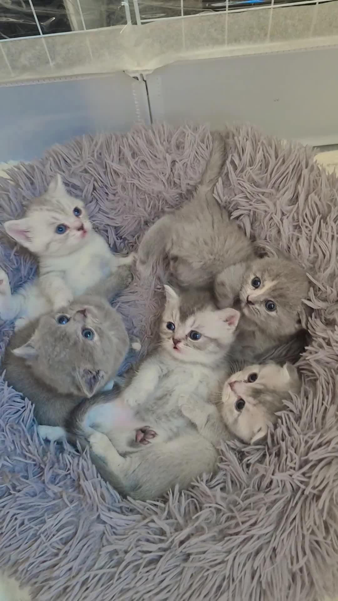 Scottish Fold cats for sale: Scottish Fold/ Straight kittens  in Ripon - Video 2