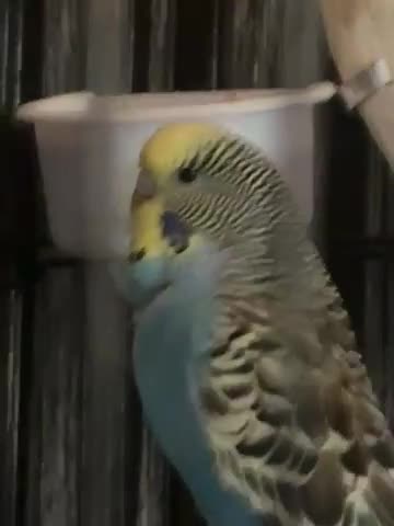 Budgerigars birds for sale: Female Budgerigar For Sale – Friendly & Healthy - Video 1