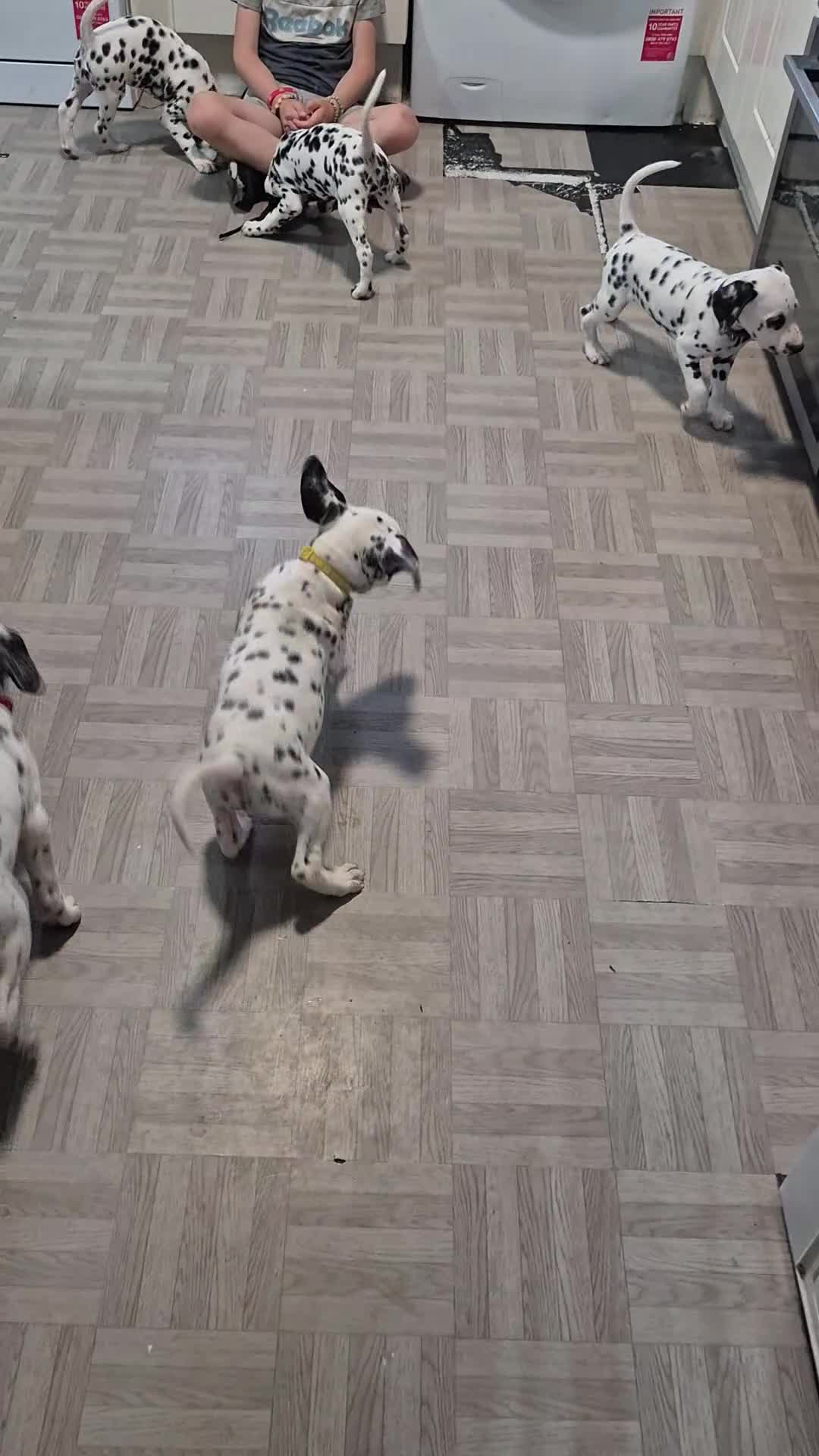 Dalmatian dogs for sale: Litter of pure Dalmatian puppies - Video 1
