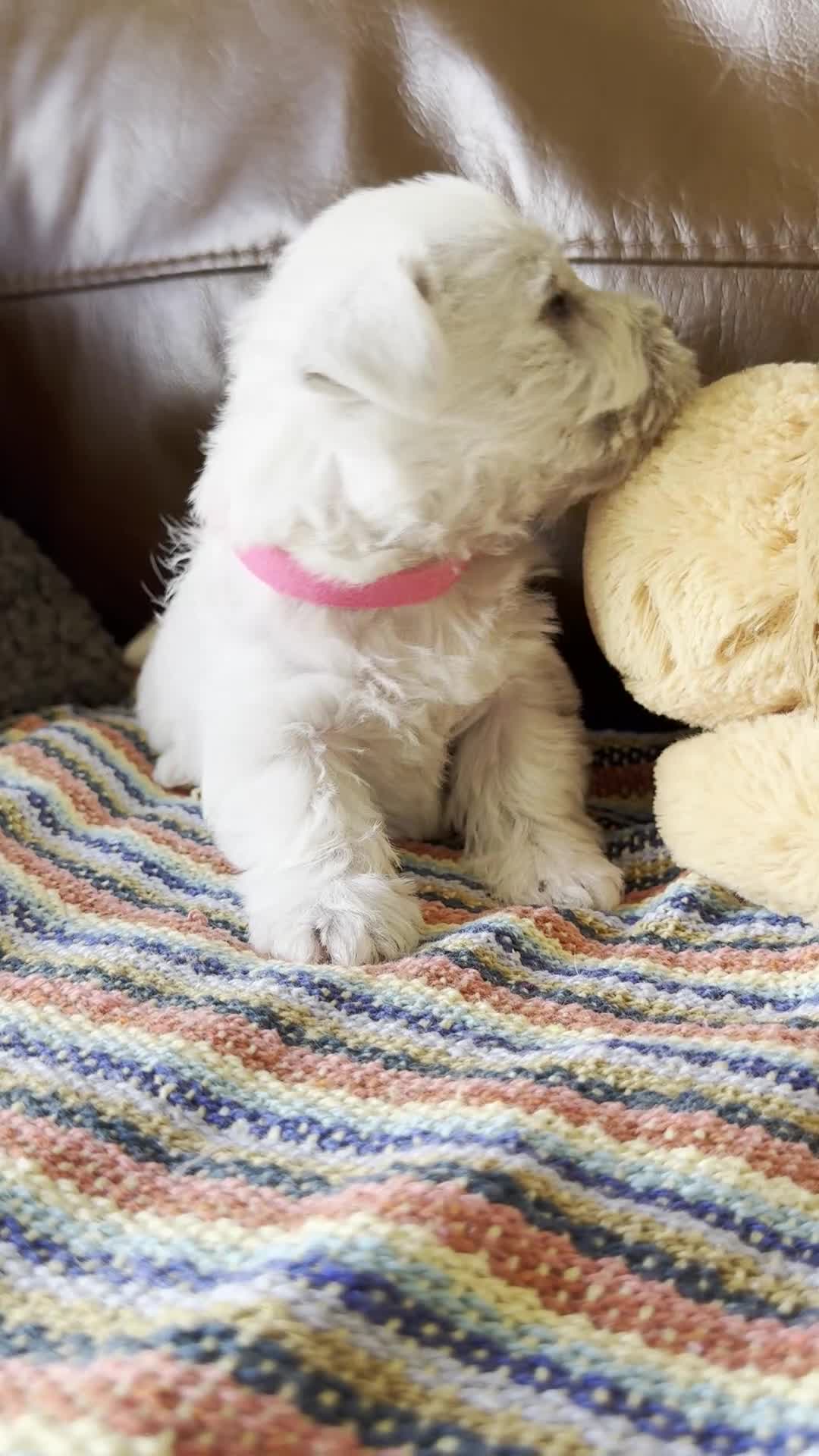 West Highland Terrier dogs for sale: Kennel Club Registered Westie Puppies - Video 2