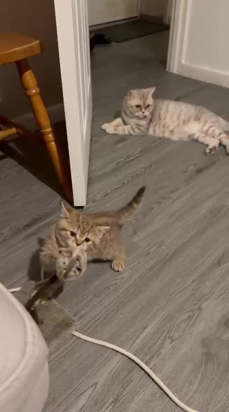 British Shorthair cats for sale: Amazing BSH kittens. READY TO GO!!! - Video 1